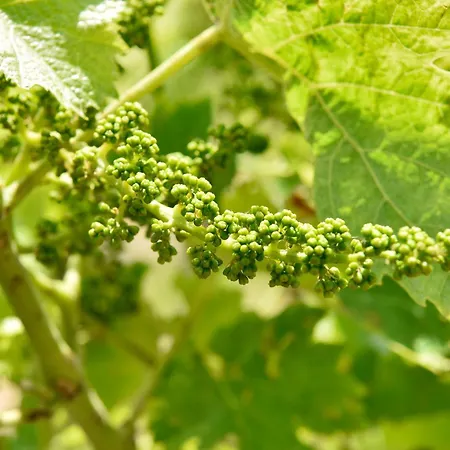 Domaine D' Arcalis Bed & Breakfast Archiac