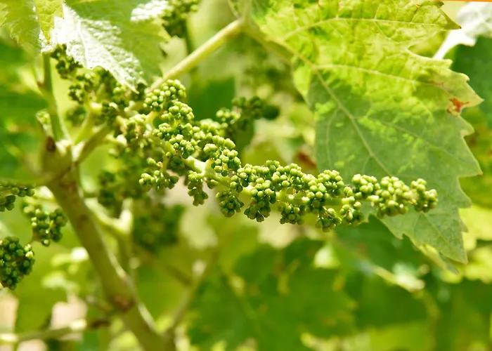 Domaine D' Arcalis Bed and breakfast Archiac